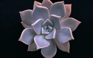 1680花朵背景 第三辑_3