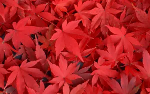 1680花朵背景 第三辑_6