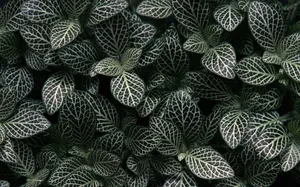 1680花朵背景 第三辑_17