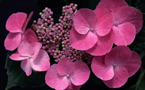 1680花朵背景 第二辑_9