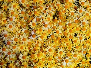 1600花朵背景 第三辑