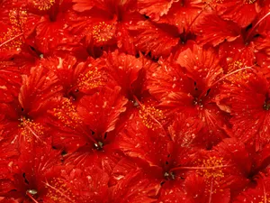 1600花朵背景 第三辑_17