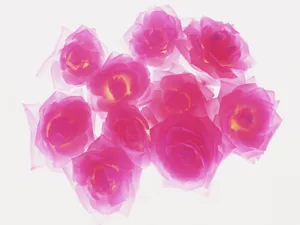 1600花朵背景 第一辑_16