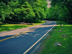 森林蜿蜒公路图片第1张