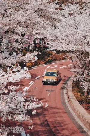 樱花公路唯美图片第1张