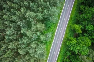 森林公路图片第1张