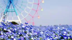 摩天轮图片_18