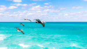 蓝色大海的图片_7