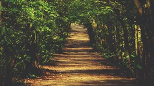 静寂的林间小路图片_6