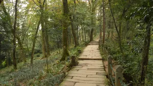 静寂的林间小路图片_12
