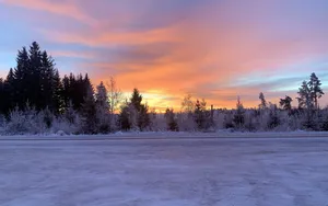 寒冷的冬季雪地自然风光照片_6