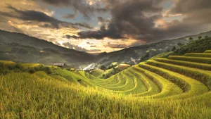 秋季梯田风景图片_5