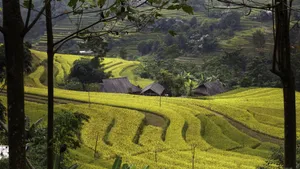 秋季梯田风景图片_7