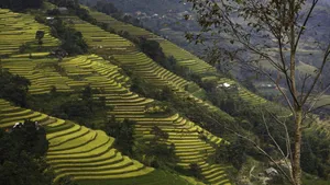 秋季梯田风景图片_8