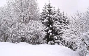 冬季唯美雪景图片_9