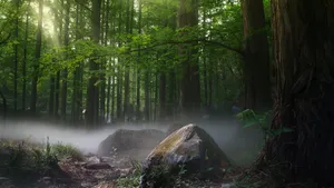 寂静的森林树林图片_3