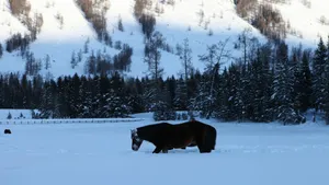 冬季喀纳斯湖雪景图片_3