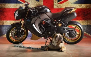 Vliner Bulldog定制版摩托车_4