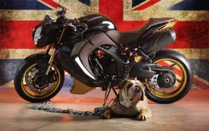 凯旋高速三斗牛犬定制版摩托车_5