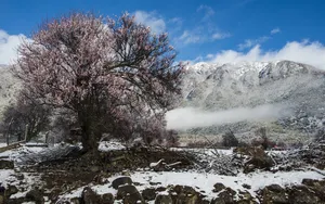 索松村雪山雪景图片_5