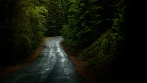 森林里优美幽静的小路图片_9