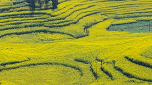 云南罗平油菜花风景图片_2
