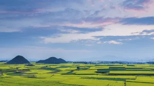 云南罗平油菜花风景图片_3