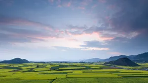 云南罗平油菜花风景图片_4