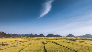 云南罗平油菜花风景图片_5