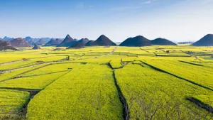 云南罗平油菜花风景图片_6