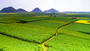 云南罗平油菜花风景图片_7