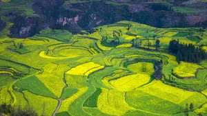 云南罗平油菜花风景图片_8