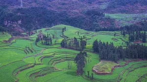 云南罗平油菜花风景图片_9