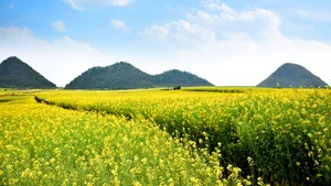 云南罗平油菜花风景图片_10