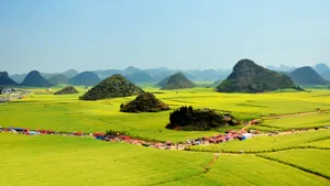 云南罗平油菜花风景图片_11