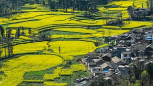 云南罗平油菜花风景图片_12