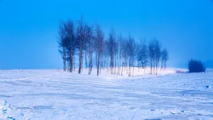 雪地雪景风景图片_5