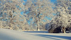 积雪白雪雪景图片_12