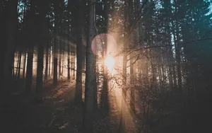 透过树林的晨光图片_4
