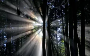 透过树林的晨光图片_7
