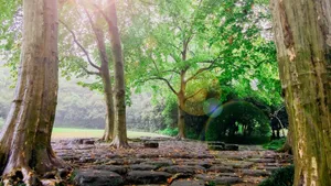 明媚的阳光风景图片_6