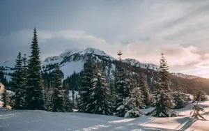 冬季漫天飞雪雪景图片_7