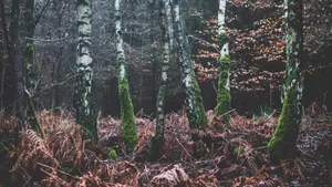 森林树木上的苔藓图片_6