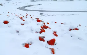 冬季冰封的河流溪流风景壁纸_6