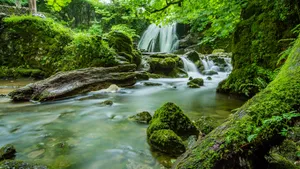 森林里的小瀑布溪流图片_9