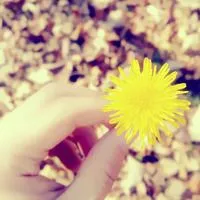 唯美静物qq头像第1张