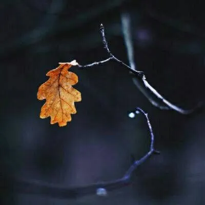 简单唯美风景静物的qq头像大全第1张