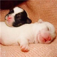 卖萌的qq宠物头像第1张