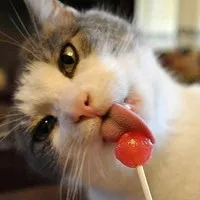 可爱萌宠QQ头像第1张