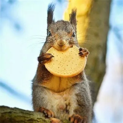 可爱头像动物小清新qq头像大全第1张